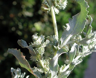 Atriplex elegans