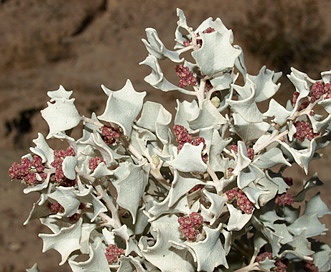 Atriplex hymenelytra