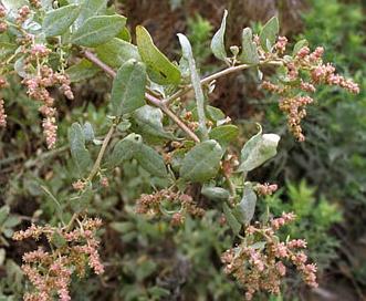 Atriplex lentiformis