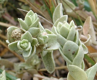 Atriplex leucophylla