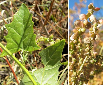 Atriplex micrantha