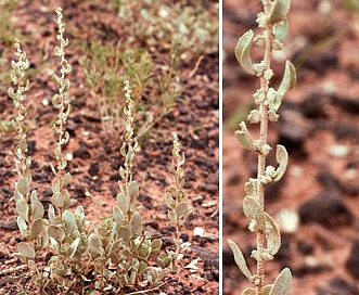 Atriplex obovata