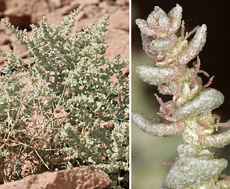 Atriplex parryi