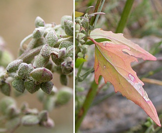 Atriplex patula