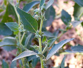 Atriplex rosea