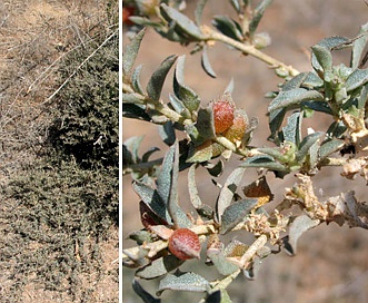 Atriplex semibaccata