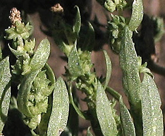 Atriplex serenana