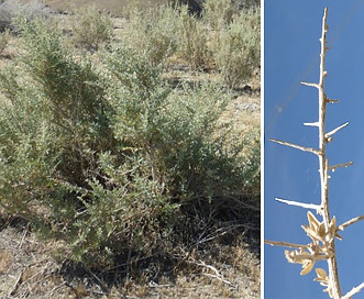 Atriplex spinifera