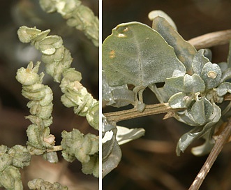 Atriplex torreyi