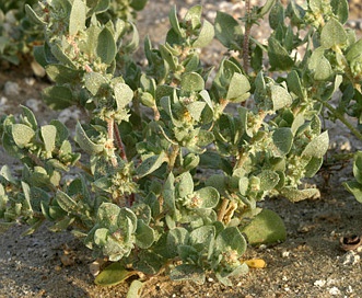 Atriplex truncata