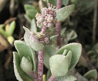 Atriplex watsonii