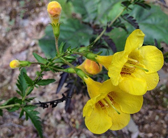 Aureolaria pedicularia