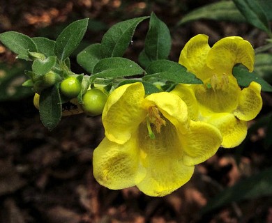 Aureolaria virginica
