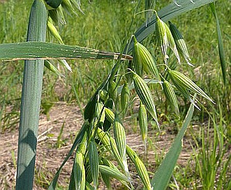 Avena sativa