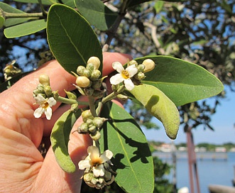 Avicennia germinans