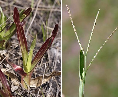 Axonopus furcatus