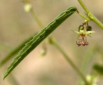 Ayenia filiformis