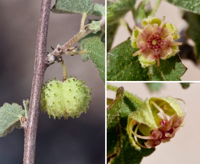 Ayenia microphylla