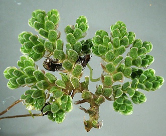 Azolla filiculoides