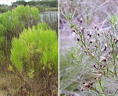 Baccharis angustifolia