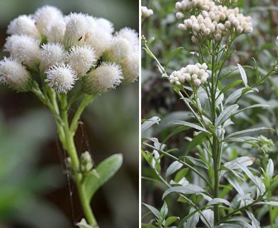 Baccharis glutinosa