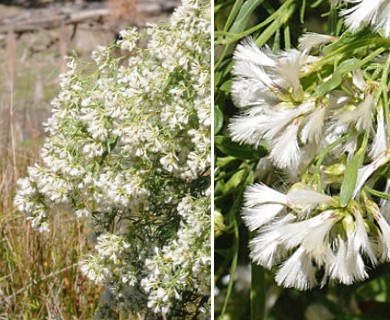 Baccharis halimifolia