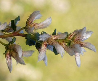 Baccharis pilularis