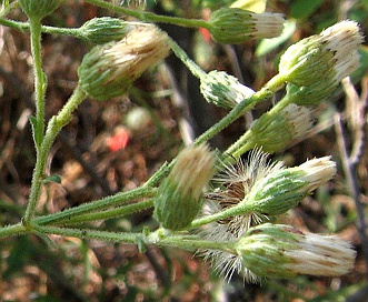 Baccharis plummerae