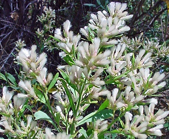 Baccharis salicina