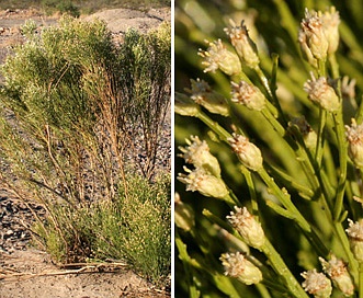 Baccharis sarothroides