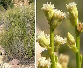 Baccharis sergiloides