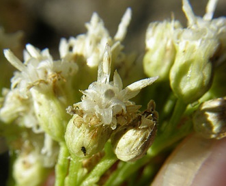 Baccharis thesioides