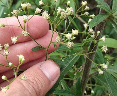Baccharis trinervis