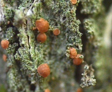 Bacidia rubella