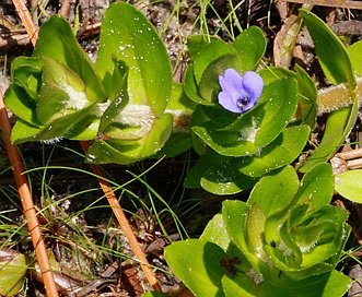 Bacopa caroliniana