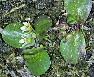 Bacopa rotundifolia