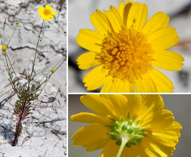 Balduina angustifolia