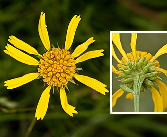 Balduina uniflora