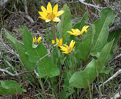 Balsamorhiza careyana