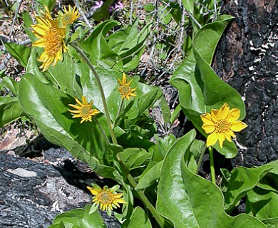 Balsamorhiza deltoidea