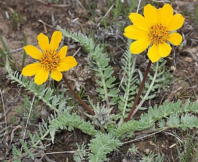 Balsamorhiza hookeri