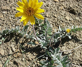 Balsamorhiza incana