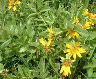 Balsamorhiza macrophylla