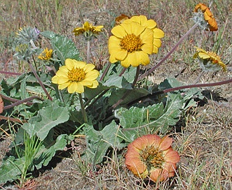 Balsamorhiza rosea