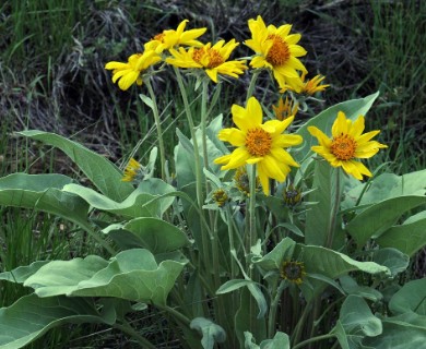 Balsamorhiza sagittata