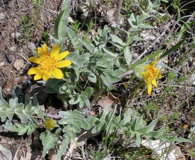 Balsamorhiza sericea