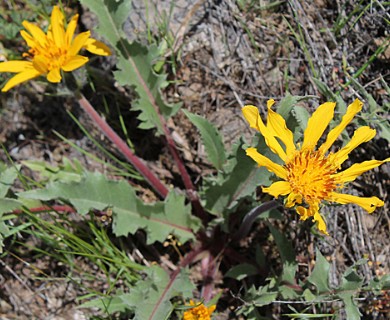 Balsamorhiza serrata