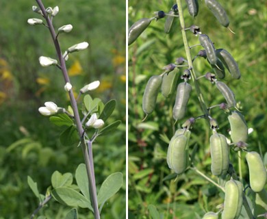 Baptisia alba