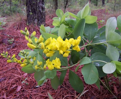 Baptisia cinerea