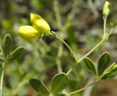 Baptisia lecontei